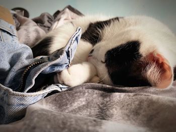 Close-up of cat sleeping on bed at home