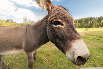 Close-up of a horse on field