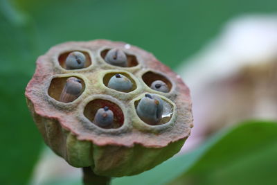 Close-up of lotus flower