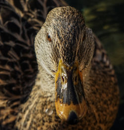 Close-up of a bird