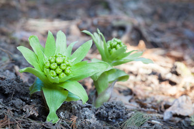 Close-up of plant growing on field