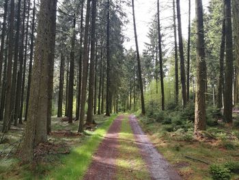 View of trees in forest