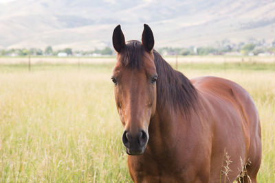 Portrait of horse standing on field against sky