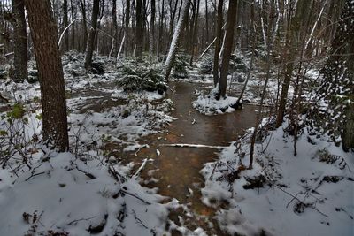 Trees in forest during winter