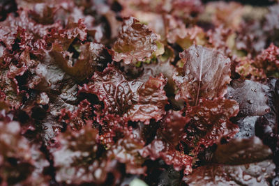 Full frame shot of coral in sea