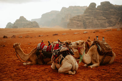 Camels in desert