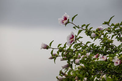 Close-up of pink flowers