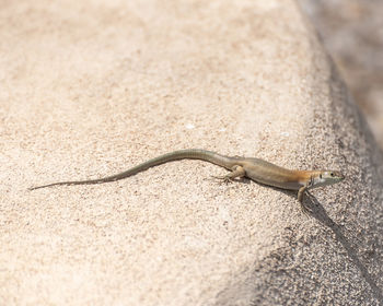 Close-up of lizard on rock