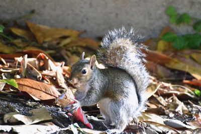 Close-up of squirrel eating an ice cream 