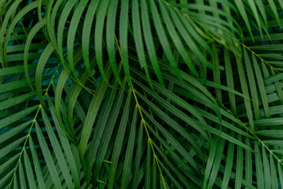 Closeup nature view of green leaf and palms background. flat lay, tropical leaf used as a background