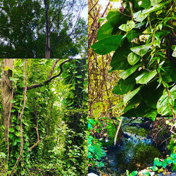 Trees growing in forest