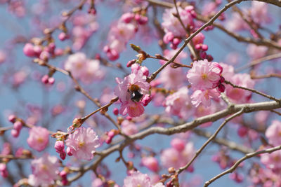 Close-up of cherry blossom