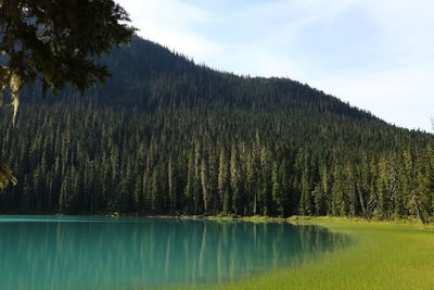 Scenic view of lake by trees in forest against sky