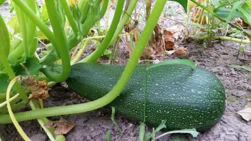 Close-up of plant