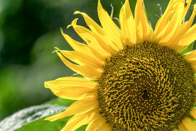 Close-up of sunflower