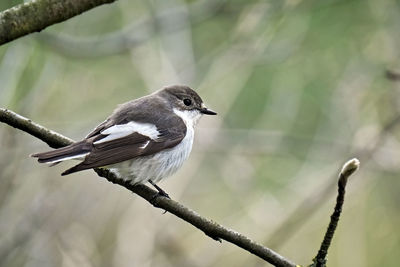 Close-up of bird perching on branch