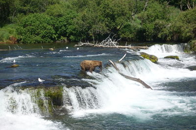 Scenic view of waterfall