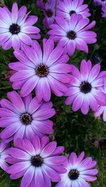 Close-up of flowers blooming outdoors