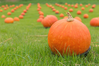 Close-up of pumpkin on field