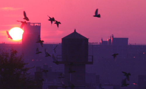 Silhouette birds flying against sky at night