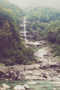 River flowing through forest