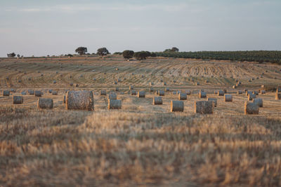 Hay bales on field against sky