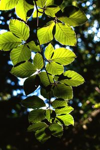 Close-up of leaves on branch