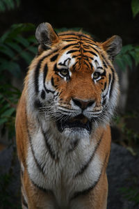 Close-up portrait of tiger