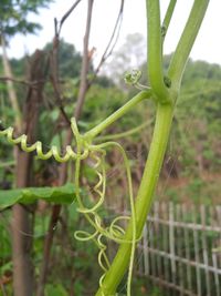 Close-up of raindrops on plant