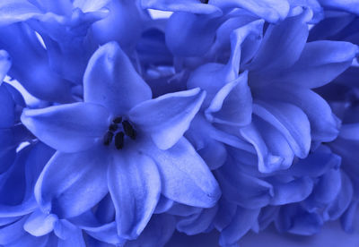 Close-up of purple flowering plant