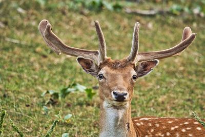 Portrait of deer