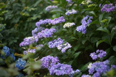 Close-up of purple flowers