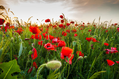 Close-up of red poppy flowers in field