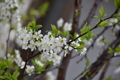 Close-up of white cherry blossoms in spring