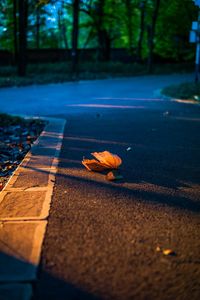 Surface level of road during autumn