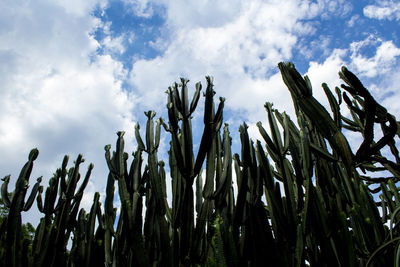 Low angle view of cactus field against sky