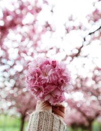 Close-up of cherry blossom against sky