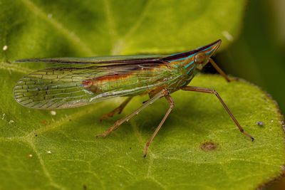 Close-up of insect on leaf