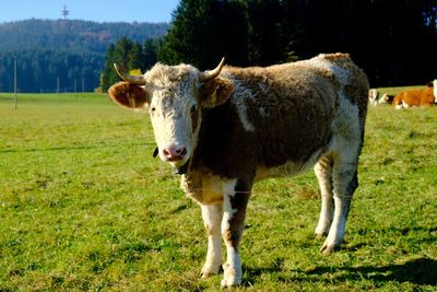 Portrait of cow on field