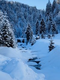 Snow covered pine trees on field during winter