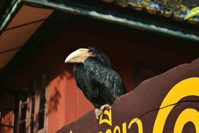 Low angle view of bird perching on building