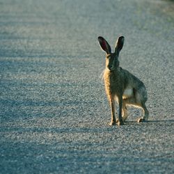 Side view of rabbit standing on road