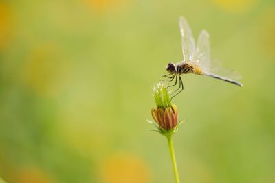 Close-up of insect on flower