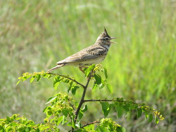 Bird perching on a plant