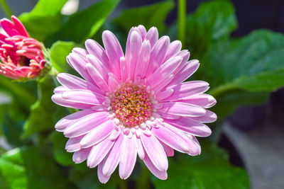 Close-up of pink flower