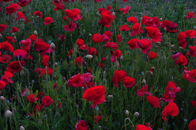 Red poppy flowers blooming in field