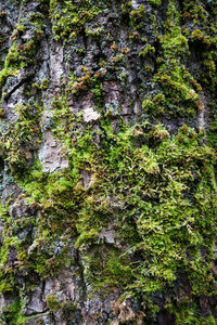 Close-up of moss growing on tree trunk