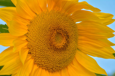 Close-up of fresh sunflower blooming against sky