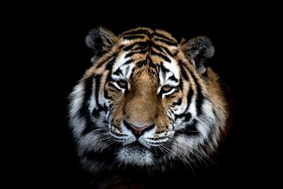 Portrait of cat against black background