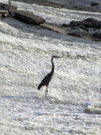 Bird flying over sea